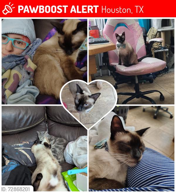 Lost Male Cat last seen The presidio apmts at clear lake , Houston, TX 77062