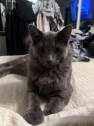 Lost Male Cat last seen Lasalle Court NE and 78th Street, Otsego, MN 55301
