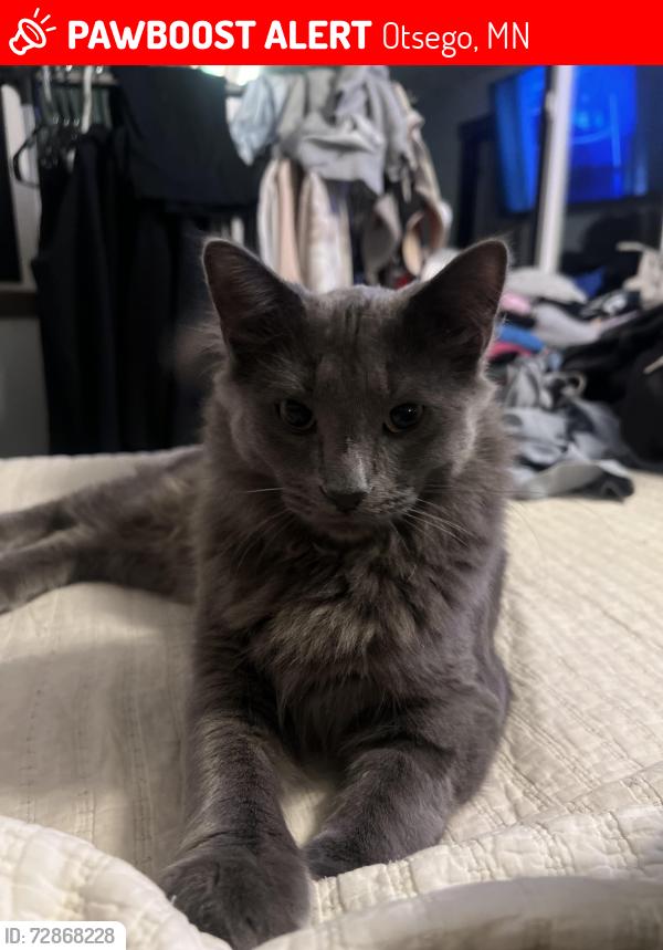 Lost Male Cat last seen Lasalle Court NE and 78th Street, Otsego, MN 55301