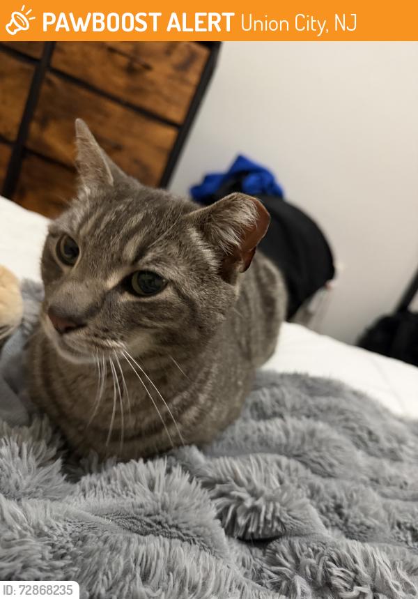 Found/Stray Male Cat last seen John F Kennedy, Union City, NJ 07087