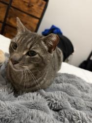 Found/Stray Male Cat last seen John F Kennedy, Union City, NJ 07087