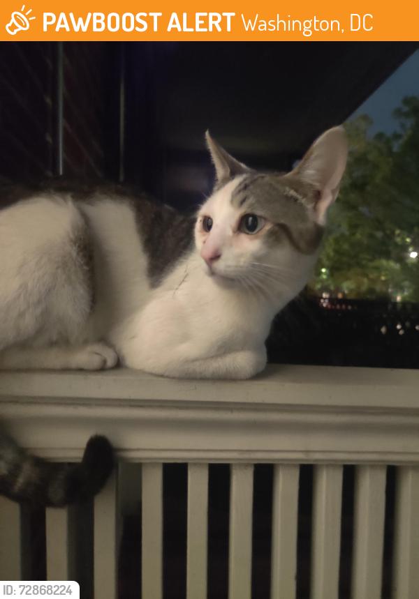Found/Stray Unknown Cat last seen Lincoln Park, Washington, DC 20003