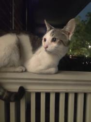 Found/Stray Unknown Cat last seen Lincoln Park, Washington, DC 20003