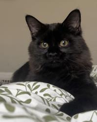 Lost Male Cat last seen Murray Avenue & Plainville Road, Cincinnati, OH 45227