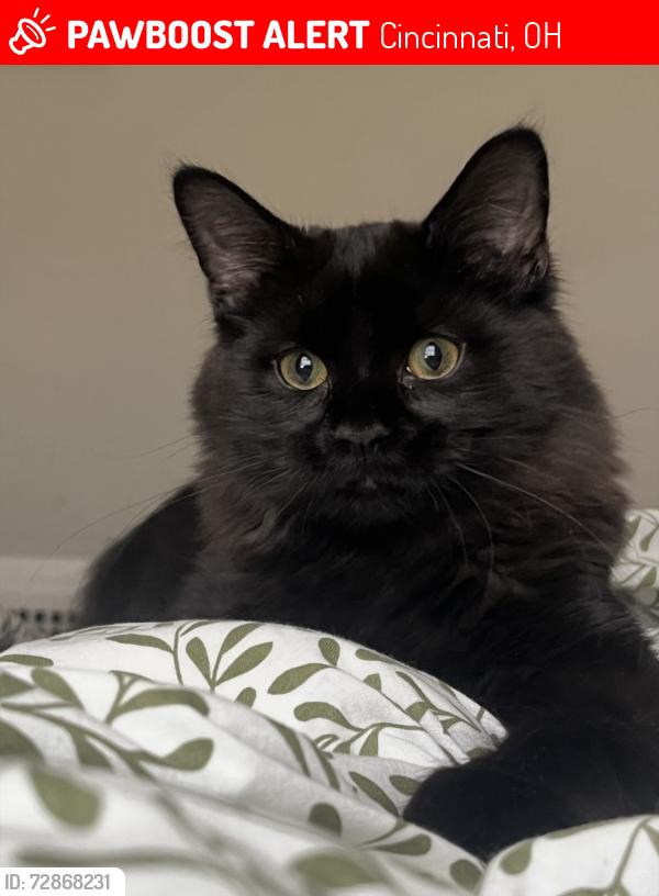 Lost Male Cat last seen Murray Avenue & Plainville Road, Cincinnati, OH 45227