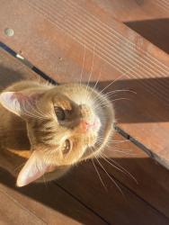 Lost Male Cat last seen Reburn Street, Manly Road, Manly West, QLD 4179