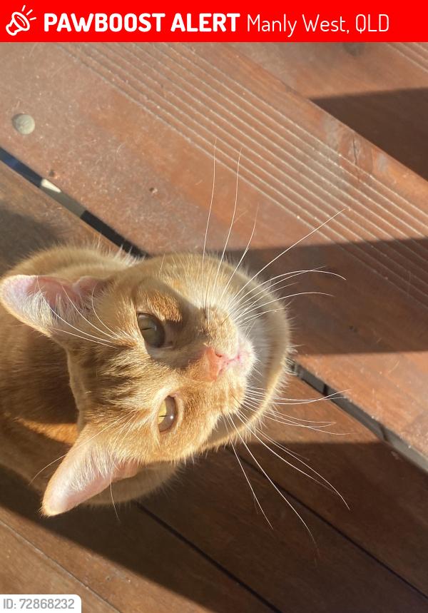 Lost Male Cat last seen Reburn Street, Manly Road, Manly West, QLD 4179
