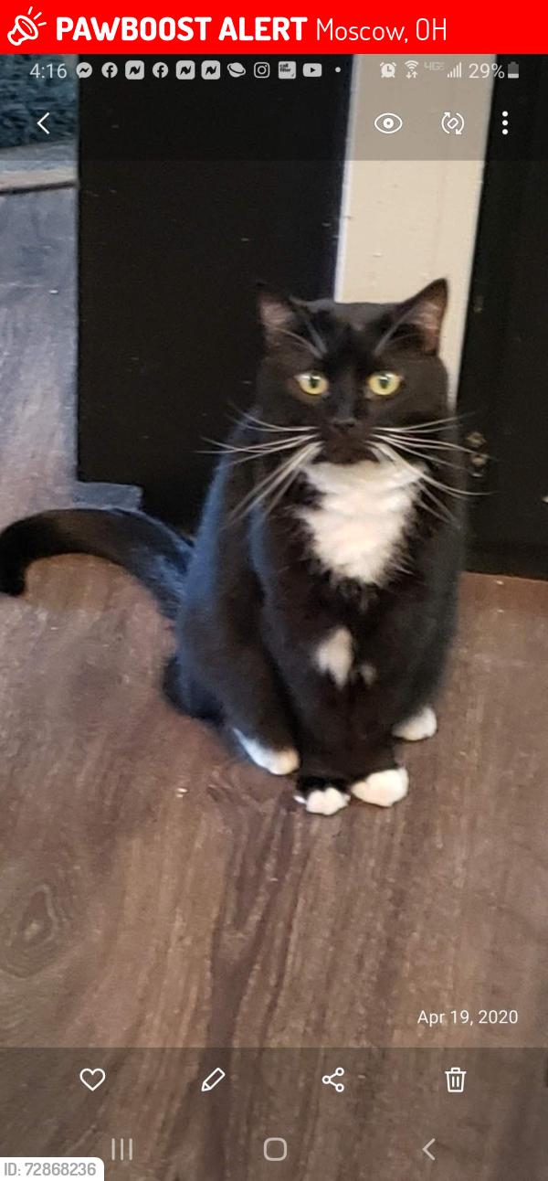 Lost Male Cat last seen Big Indian Rd , Moscow, OH 45153