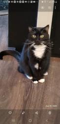 Lost Male Cat last seen Big Indian Rd , Moscow, OH 45153