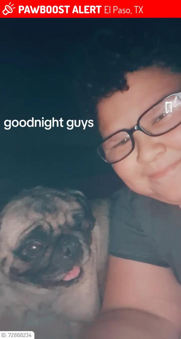 Lost Female Dog last seen Rushing and Orleans ave, El Paso, TX 79924