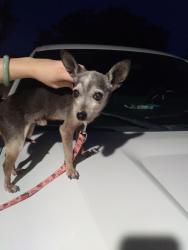 Found/Stray Male Dog last seen Woodland oaks, Schertz, TX 78154