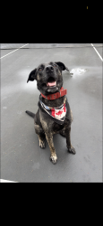 Lost Male Dog last seen Balsam and 15th, Vancouver, BC V6K 2Z6