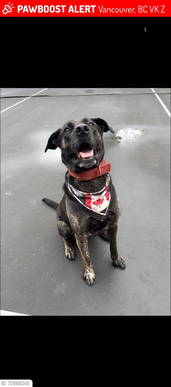 Lost Male Dog last seen Balsam and 15th, Vancouver, BC V6K 2Z6