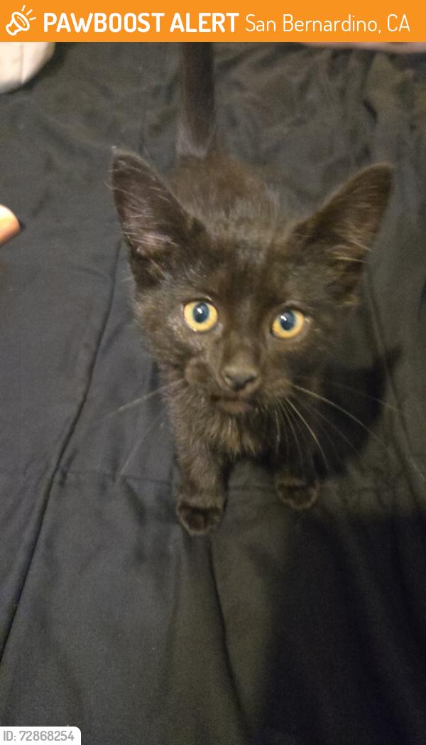 Found/Stray Female Cat last seen Ohio , San Bernardino, CA 92407