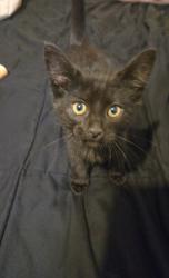 Found/Stray Female Cat last seen Ohio , San Bernardino, CA 92407