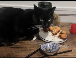 Lost Male Cat last seen North Ave , Richmond, VA 23222