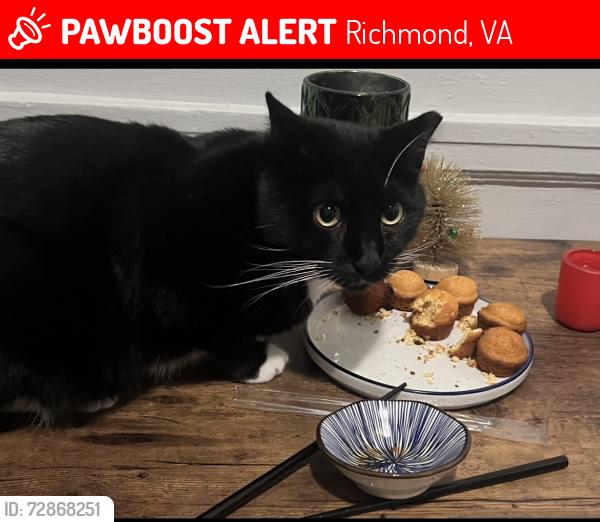 Lost Male Cat last seen North Ave, Richmond, VA 23222