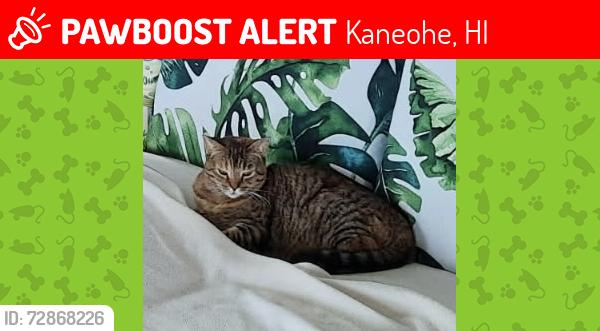 Lost Female Cat last seen Lilipuna Rd near Coconut Island Pier Driveway, Kaneohe, HI 96744