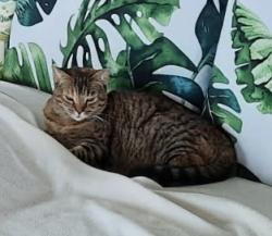 Lost Female Cat last seen Lilipuna Rd near Coconut Island Pier Driveway, Kaneohe, HI 96744