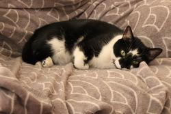 Lost Male Cat last seen Shawn and Church, Middletown, VA 22645