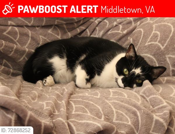 Lost Male Cat last seen Shawn and Church, Middletown, VA 22645