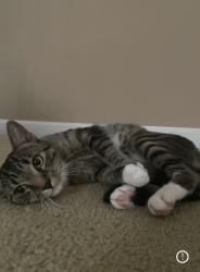 Lost Male Cat last seen Kent dairy road, Alabaster, AL 35007