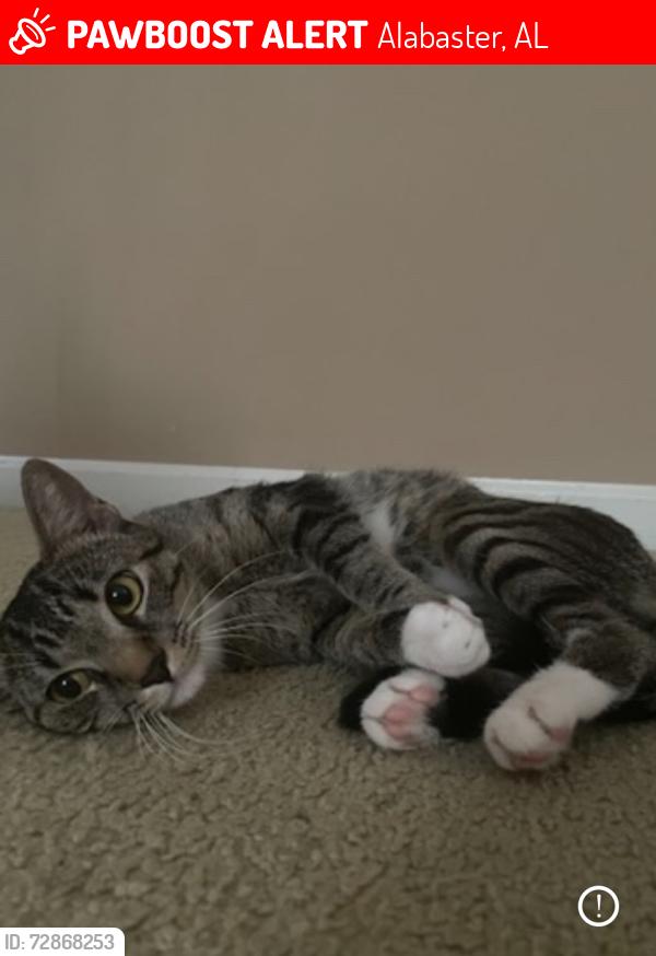 Lost Male Cat last seen Kent dairy road, Alabaster, AL 35007