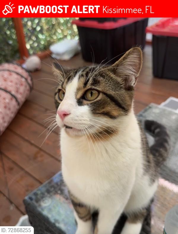 Lost Male Cat last seen Fortune Rd, Kissimmee, FL 34744