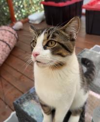 Lost Male Cat last seen Fortune Rd, Kissimmee, FL 34744