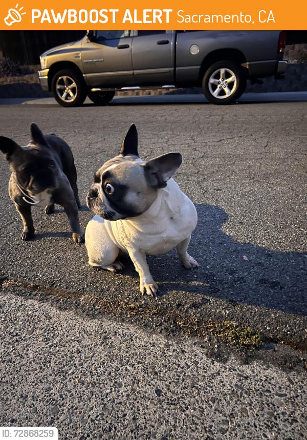 Found/Stray Female Dog last seen College oak dr and Summerwood cir , Sacramento, CA 95841