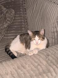 Lost Male Cat last seen Eastridge rd & Clayton st Odessa tx, Odessa, TX 79762