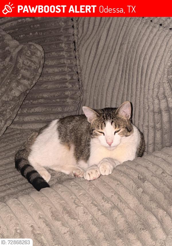 Lost Male Cat last seen Eastridge rd & Clayton st Odessa tx, Odessa, TX 79762