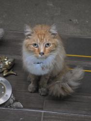 Found/Stray Male Cat last seen El Segundo , Compton, CA 90222