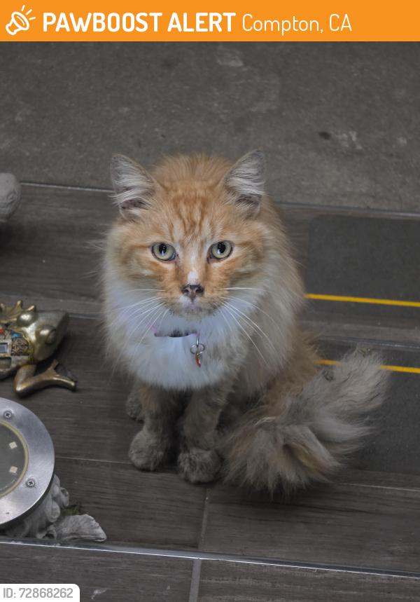 Found/Stray Male Cat last seen El Segundo , Compton, CA 90222