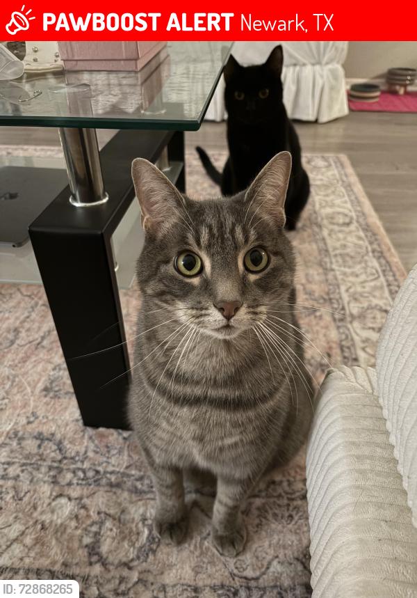 Lost Male Cat last seen county road 4875, Newark, TX 76071