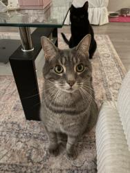 Lost Male Cat last seen county road 4875, Newark, TX 76071