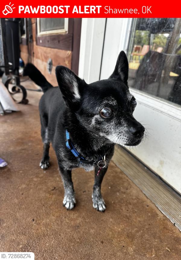 Lost Male Dog last seen Wolverine and Coker Rd, Shawnee, OK 74804
