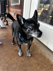 Lost Male Dog last seen Wolverine and Coker Rd, Shawnee, OK 74804