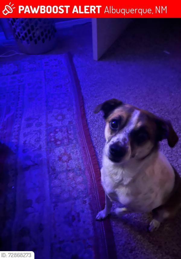 Lost Male Cat last seen Ventura and paseo , Albuquerque, NM 87122