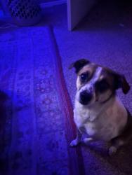 Lost Male Cat last seen Ventura and paseo , Albuquerque, NM 87122