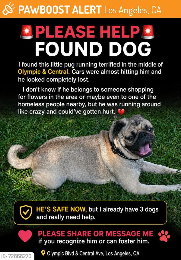 Found/Stray Male Dog last seen Olympic and Central Los Angeles , Los Angeles, CA 90021