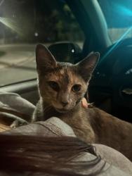 Found/Stray Female Cat last seen Alameda and Perry, Denver, CO 80219