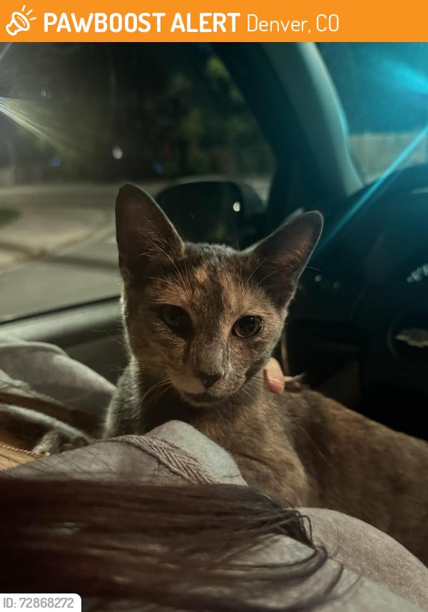 Found/Stray Female Cat last seen Alameda and Perry, Denver, CO 80219