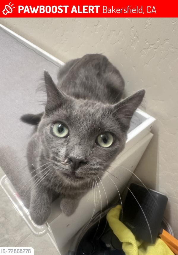 Lost Female Cat last seen Jenlee ave, Bakersfield, CA 93312