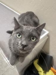 Lost Female Cat last seen Jenlee ave, Bakersfield, CA 93312