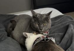 Lost Male Cat last seen Winter Garden, Ocoee, FL 34786