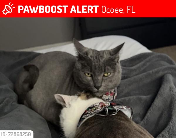 Lost Male Cat last seen Winter Garden, Ocoee, FL 34786