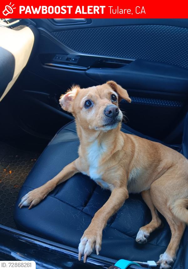 Lost Female Dog last seen Andrews Ct. and E Sierra Ave, Tulare, CA 93274