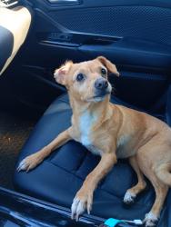 Lost Female Dog last seen Andrews Ct. and E Sierra Ave, Tulare, CA 93274