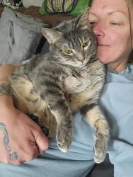 Lost Male Cat last seen 23rd and Charlesworth, Ogden, UT 84401